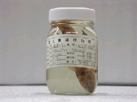 藏品(虎齒鰕虎)的圖片